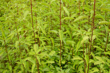 Close up fresh green chili tree in nature garden