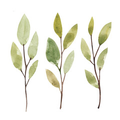 Set of watercolor spring twigs with green leaves. Isolated over white background.