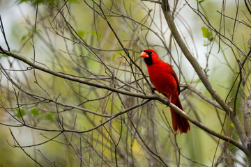 One male northern cardinal bird perched in on tree branch.  One colorful songbird 