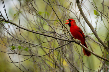 Red Cardinal in tree.  Wildlife animal