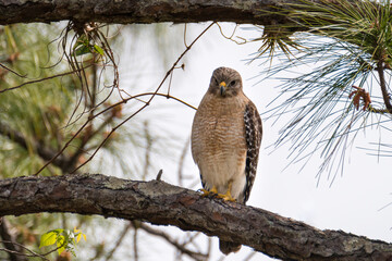 Hawk 