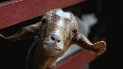 Chivo asomándose por una baranda