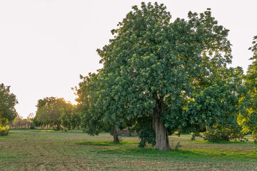 Fototapeta na wymiar Carob trees in a field on the island of Mallorca