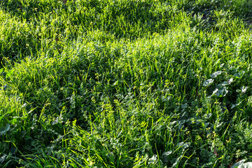 green sunny green grass with a variety of plants. natural background