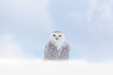 Close up of Snowy Owl standing on snow bank against foggy blue sky