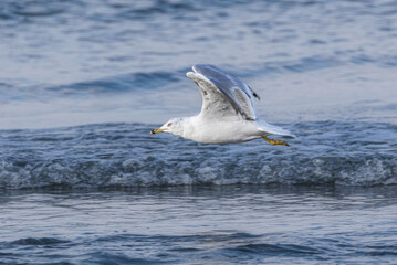 Fototapeta na wymiar Close up of Ring-billed Gull flying over sea water by the beach
