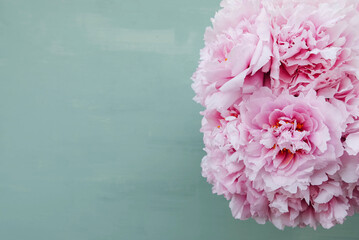 Beautiful fresh pink peony flowers in full bloom on mint green background, close up. Bunch of...