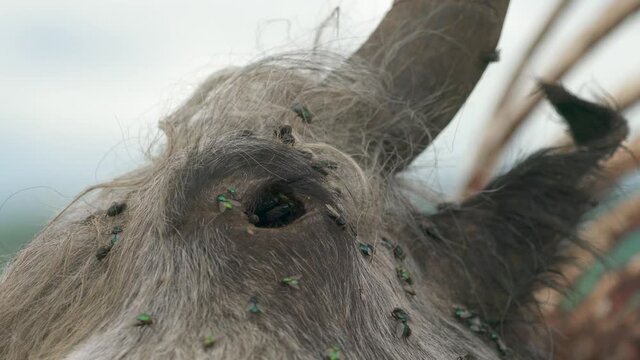 Old Dead Animal Carcass That Died Naturally in Meadow.Carrion putrefaction decay rot decomposition corruption rottenness rotten dead deceased defunct lifeless inanimate exanimate gone departed cadaver