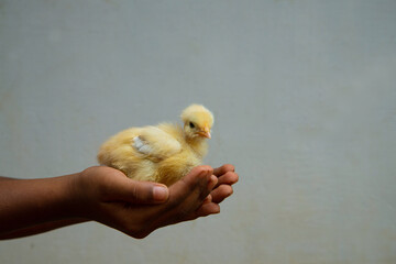 Yellow Chicken chick Asian baby boy hand, High quality photography, hands only