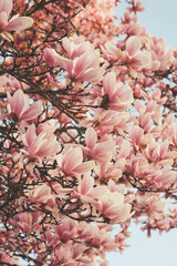 Pink magnolia tree in bloom, close up. Spring blossoms.