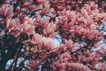 Pink magnolia tree in bloom, close up. Spring blossoms.