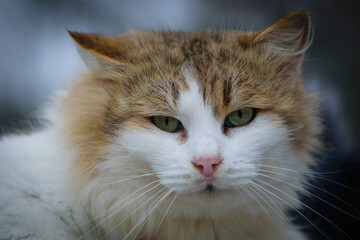large portrait of a cat. adult shaggy cat, gray, red, white. close-up, the muzzle of a cat with yellow-green eyes. fluffy beautiful cat
