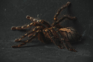 dark tarantula spider with brown spots striped paws sits on a black background with cobwebs