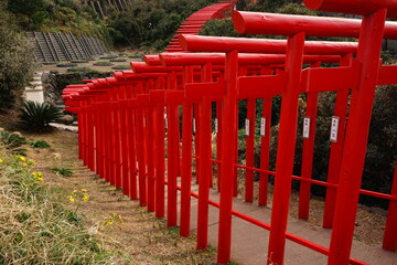 Many torii gates of the Motonosumi shrine in Yamaguchi, Japan - 元乃隅神社 鳥居 山口県 日本	