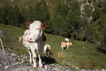 Fototapeta na wymiar Krowa na alpejskiej dolinie górskiej