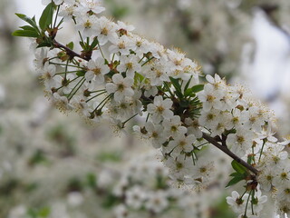 
spring gardens in bloom
