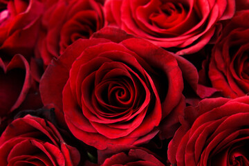 Red roses close up 