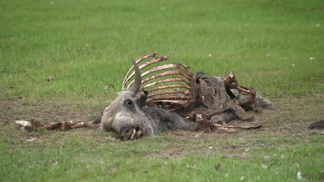 Old Dead Animal Carcass That Died Naturally in Meadow.Carrion putrefaction decay rot decomposition corruption rottenness rotten dead deceased defunct lifeless inanimate exanimate gone departed cadaver