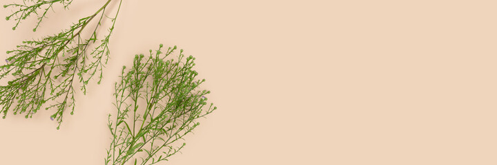 Header with green leaves on a beige background. Panoramic composition with copy space.