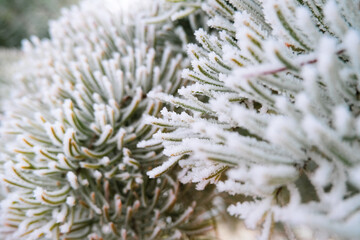 Naklejka na ściany i meble Spruce branches with long needles covered with snow close up