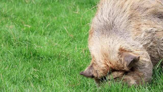 pig kunekune grazing on meadow
