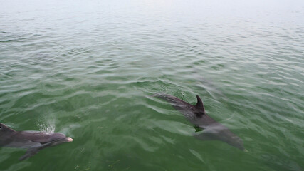 Naklejka premium Beautiful wild dolphins at key west, florida, United States