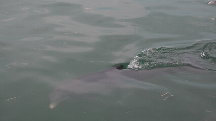 Beautiful wild dolphins at key west, florida, United States