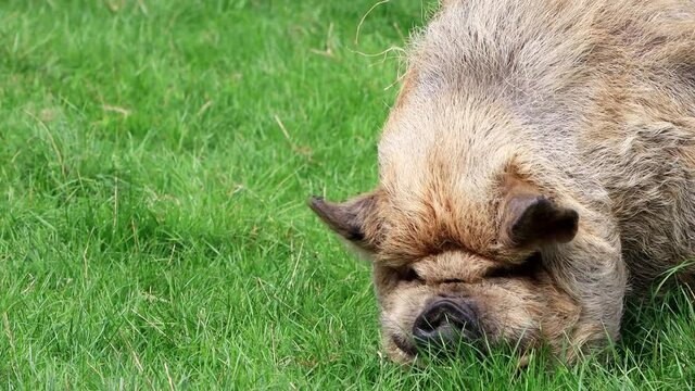 pig kunekune grazing on meadow
