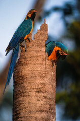 Ara bleu, nid,.Ara ararauna, Blue and yellow Macaw, Amazonie, Tambopata, Perou © JAG IMAGES