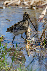 Bécassine des marais,.Gallinago gallinago, Common Snipe