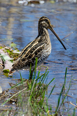 Bécassine des marais,.Gallinago gallinago, Common Snipe