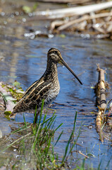 Bécassine des marais,.Gallinago gallinago, Common Snipe