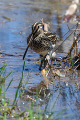 Bécassine des marais,.Gallinago gallinago, Common Snipe