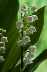 Muguet, Convallaria majalis