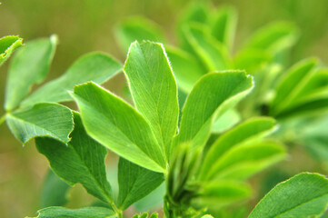 In the spring field young alfalfa grows