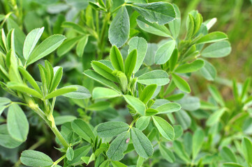 In the spring field young alfalfa grows