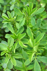 In the spring field young alfalfa grows