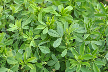 In the spring field young alfalfa grows
