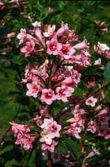 Weigelia, florida purpureis 'Diervilla'