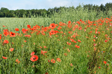 Wild poppy growing on a farm field among crops