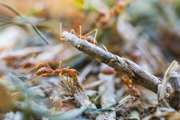 Red imported fire ant,Action of fire ant