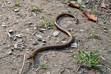 A slowworm (Anguis fragilis) on the path near Tombeau du Géant in the Belgian Ardennes.