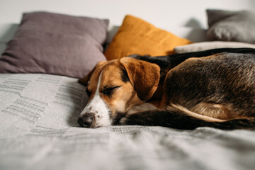cute beagle dog sleeping in the bedroom on the bed