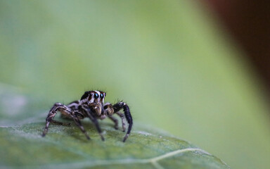 spider on tree leaf background, macro spider on leaf, animal in wild, lurking on a leaf