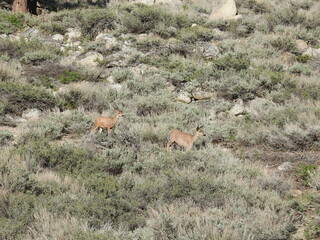 Mule deer in the sagebrush, in the Sierra Nevada Mountains, Mono County, Twin Lakes, California.