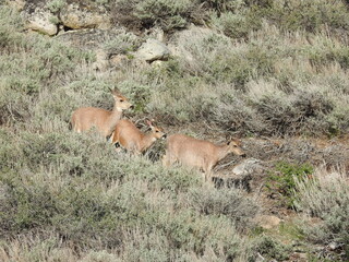 Mule deer in the sagebrush, in the Sierra Nevada Mountains, Mono County, Twin Lakes, California.