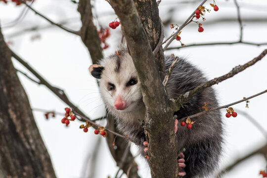 Opossum, Didelphis virginiana, in bare tree with ornamental berries in winter