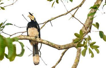 Oriental pied hornbill bird stair  on the branch tree in nature at Thailand, Anthracoceros albirostris