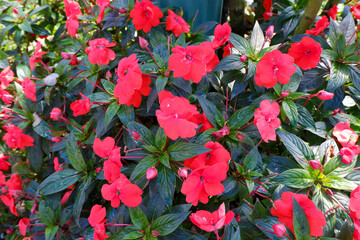 Impatiens hawkeri is commonly known as new quinea impatiens flower.