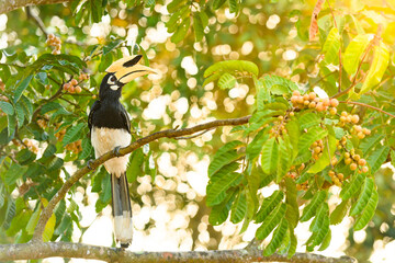 Oriental pied hornbill bird stair  on the branch tree in nature at Thailand, Anthracoceros albirostris © wuttichok